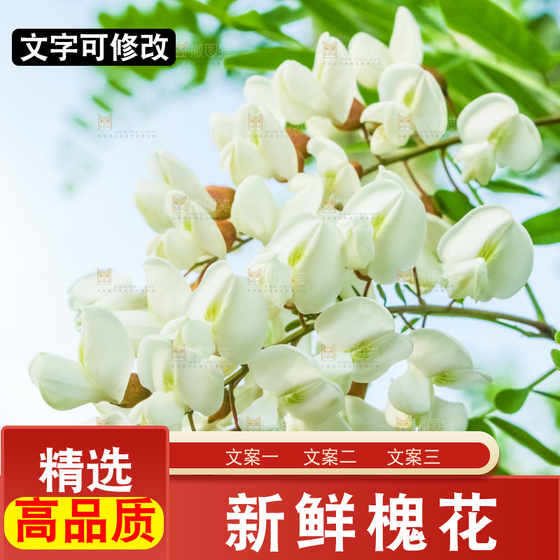 槐树槐花