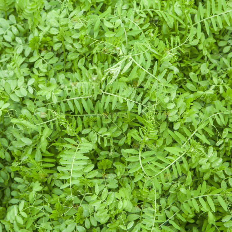 一片绿色植物