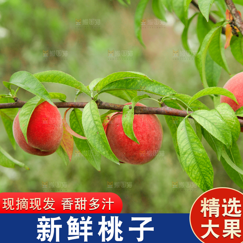 树上挂着桃子