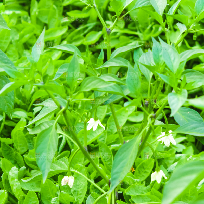 大棚里种着苋菜
