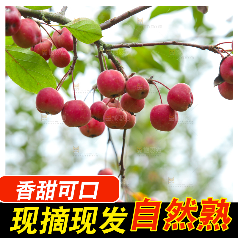 树上挂着海棠果