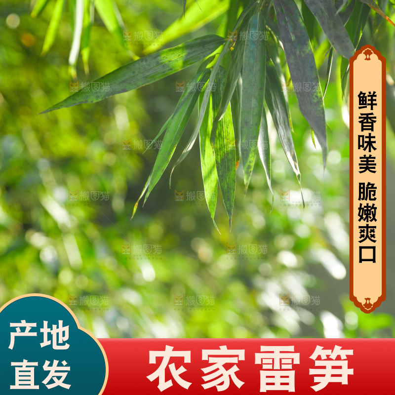 一片竹林