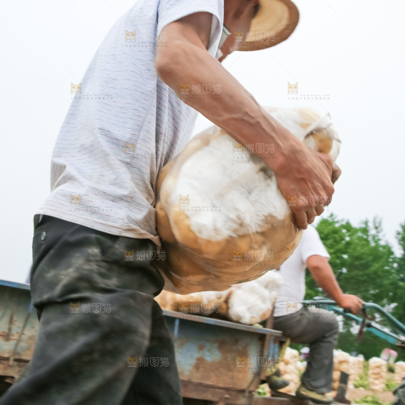 农民在收土豆