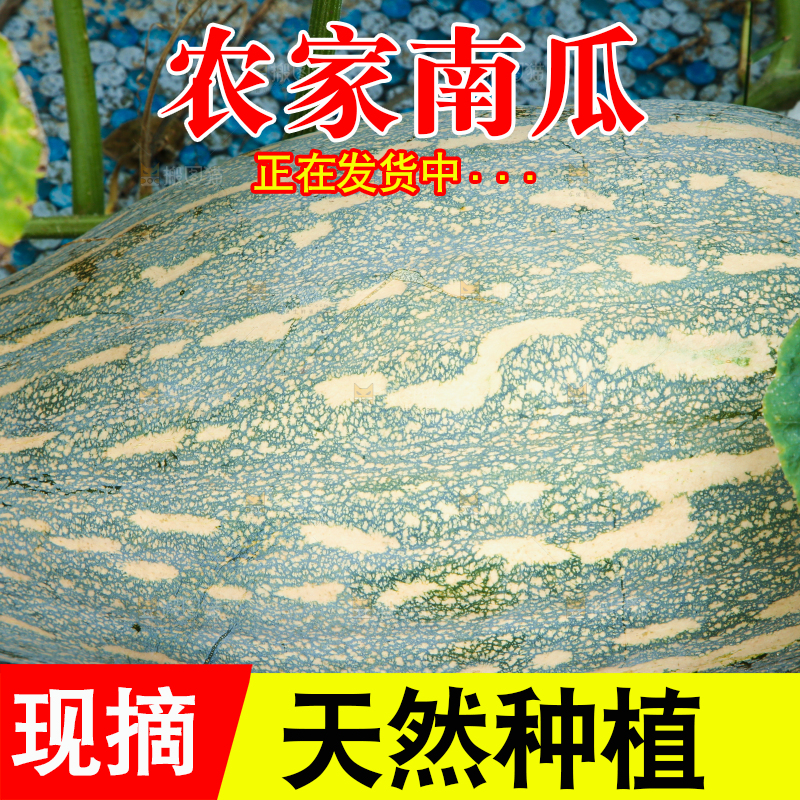地里的南瓜