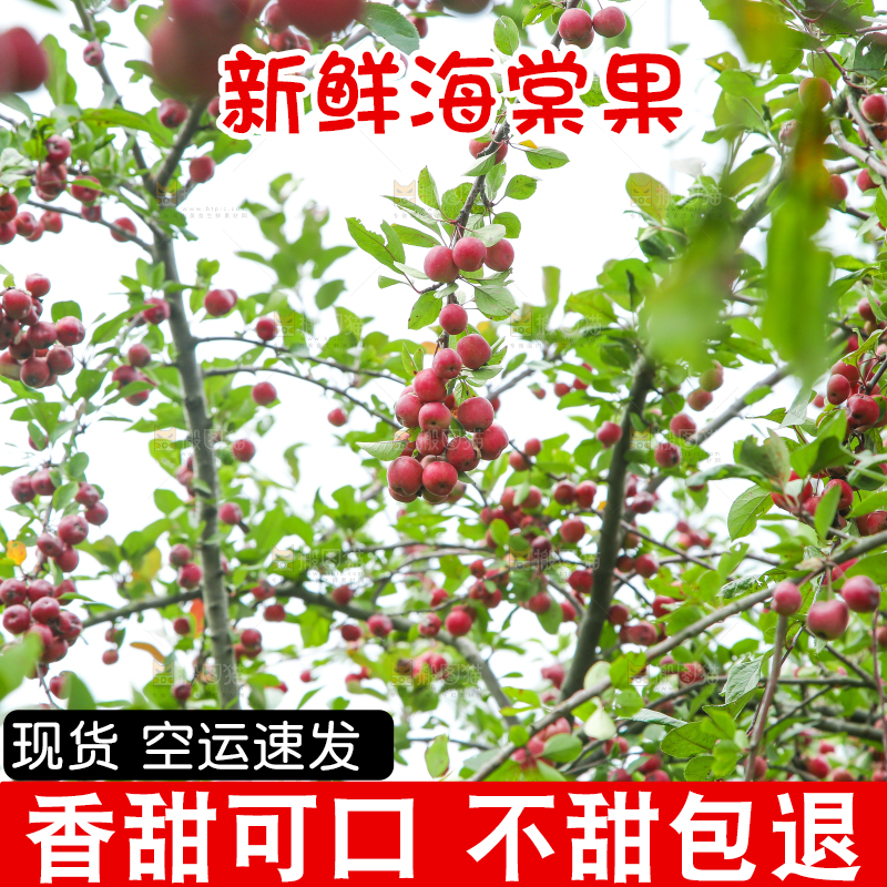 树上挂着海棠果