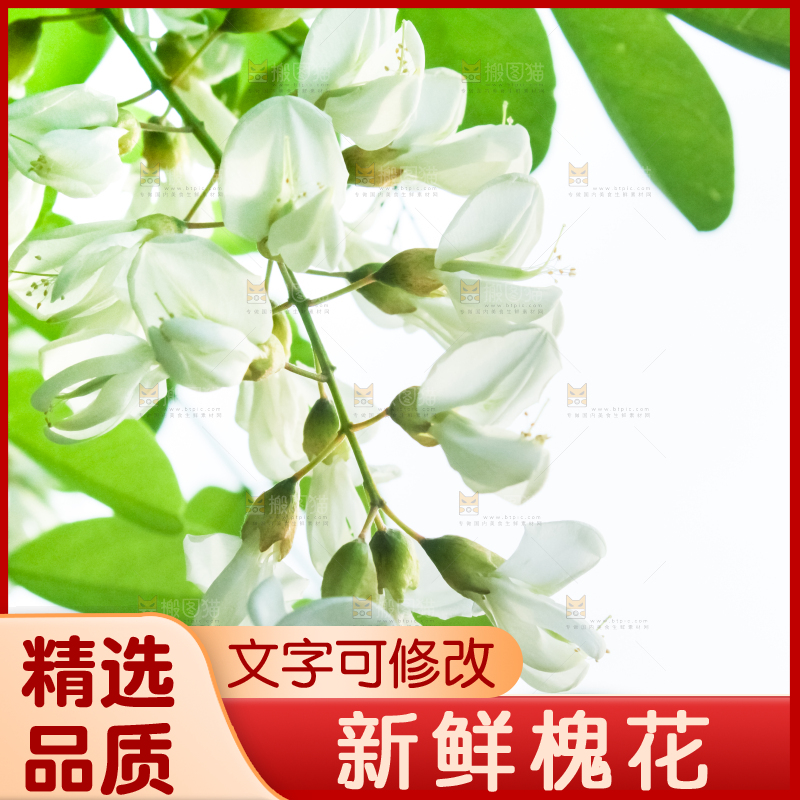 槐树槐花