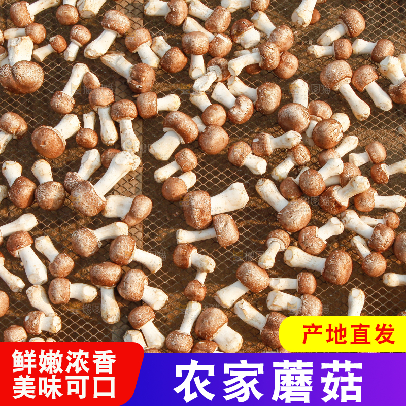 篮子里的小蘑菇