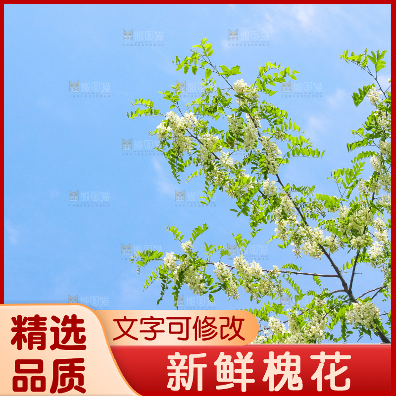 槐树槐花