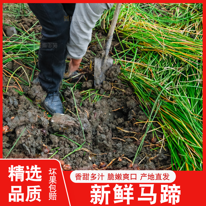 农民正在挖马蹄