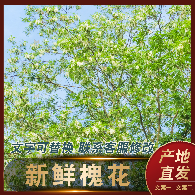 槐树槐花