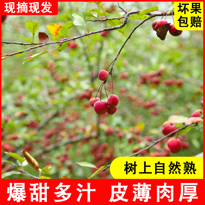 树上挂着海棠果