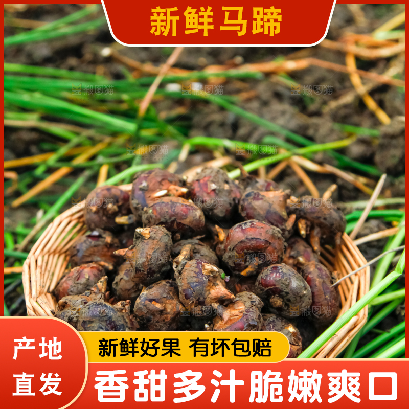 篮子里装着刚挖的马蹄