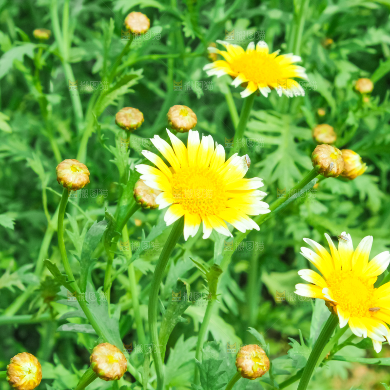 菜园里的茼蒿