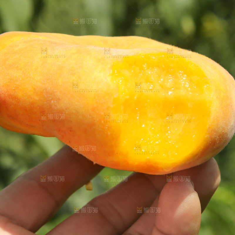手里拿着黄蟠桃