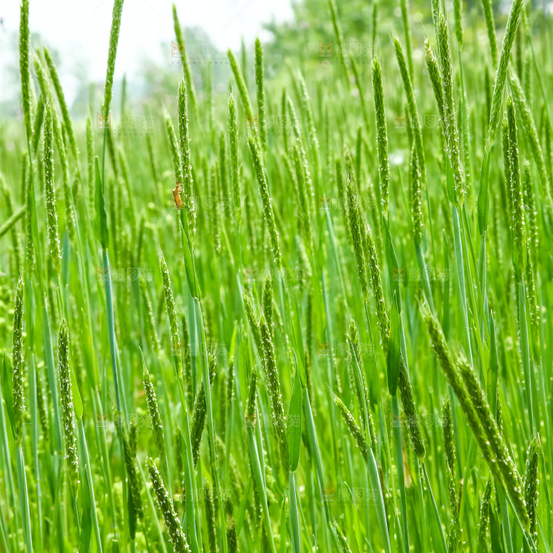 一片草地