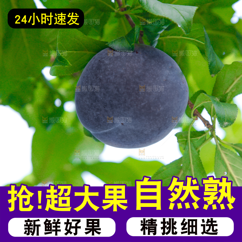 树上挂着黑布李