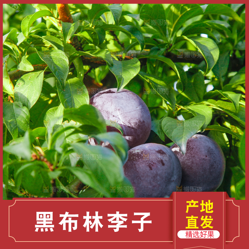 树上挂着黑布李