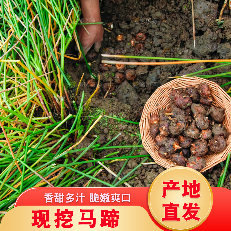 户外的马蹄田
