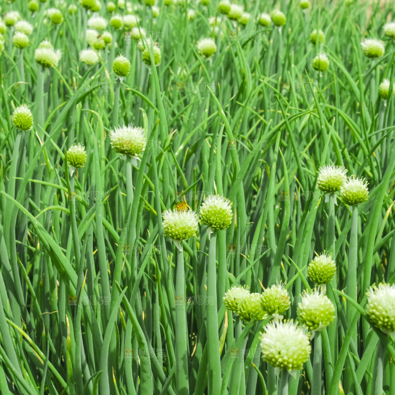 地里的大葱