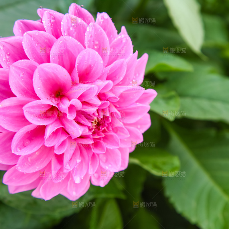 盛开的大丽花