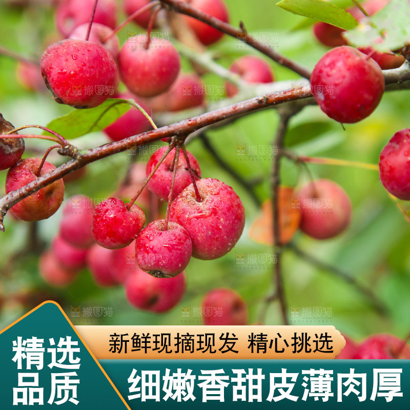 树上挂着海棠果