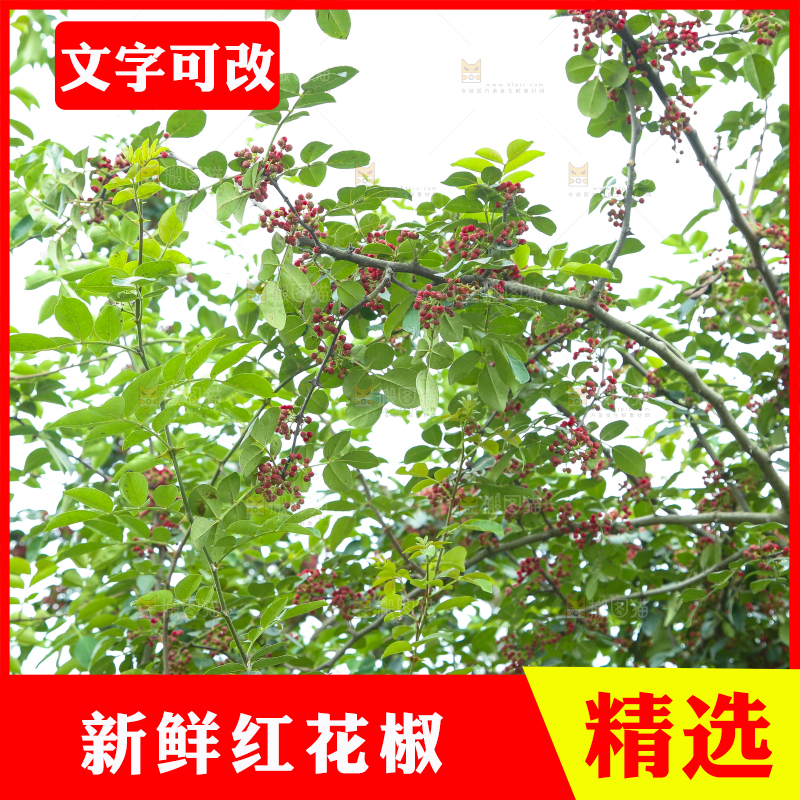 树上的花椒