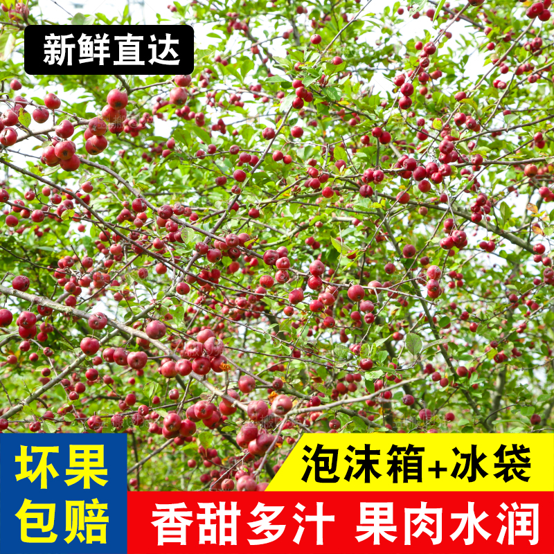 树上挂着海棠果