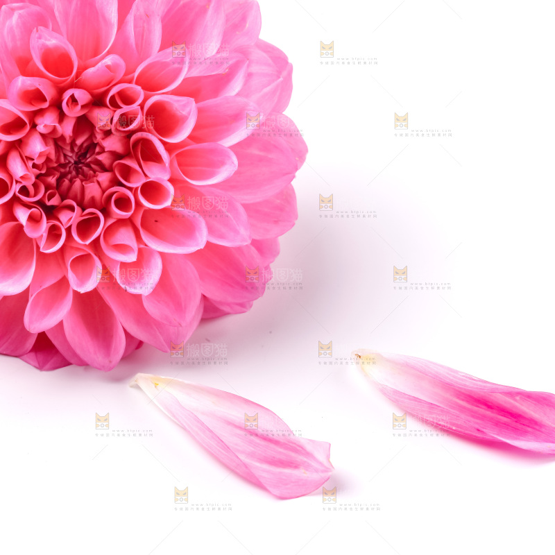 浅底上摆放着花朵