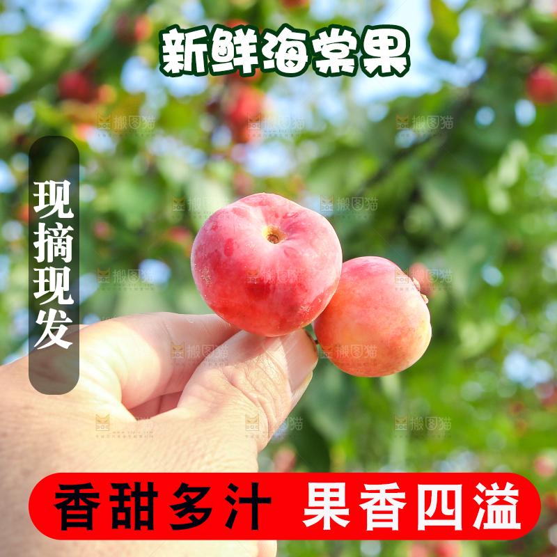 树上挂着海棠果