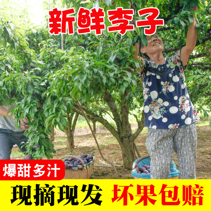 农民正在摘李子