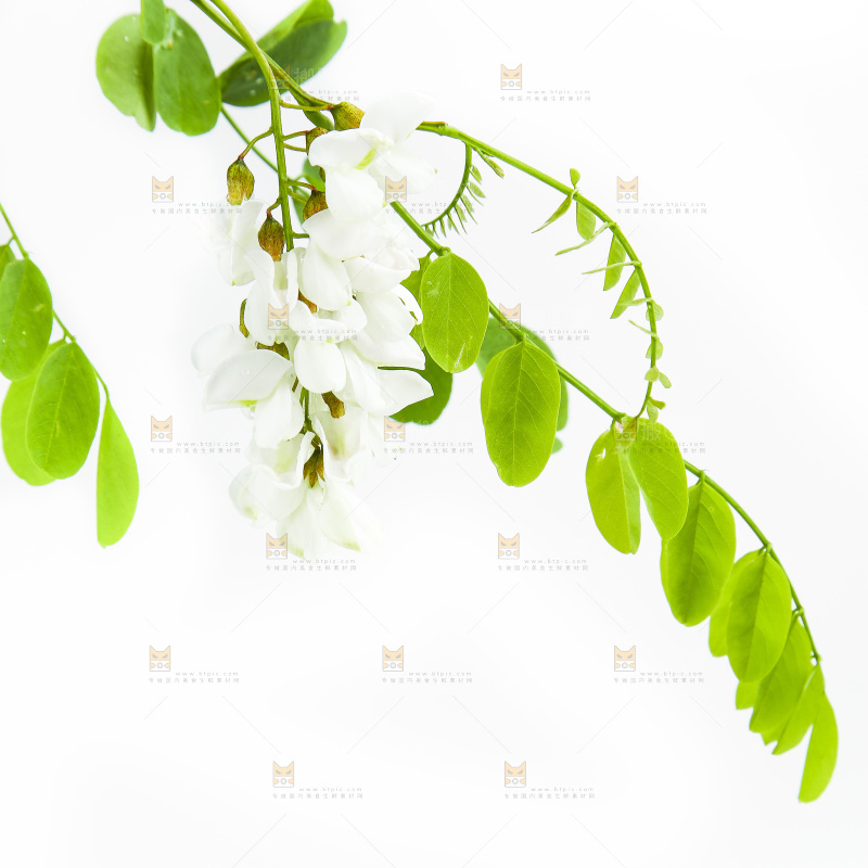 白底上的槐树花