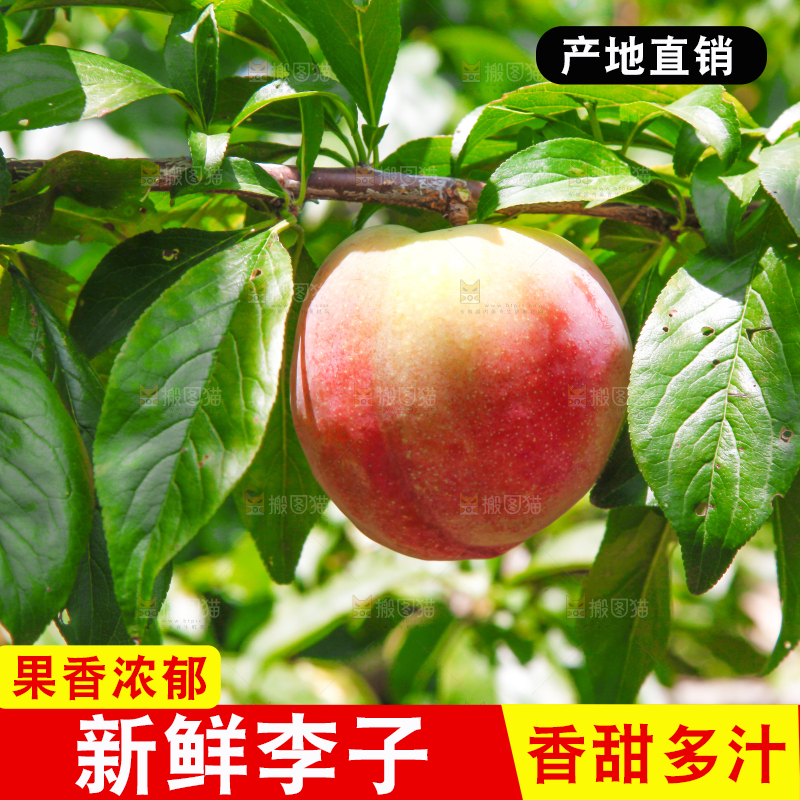 树上的李子