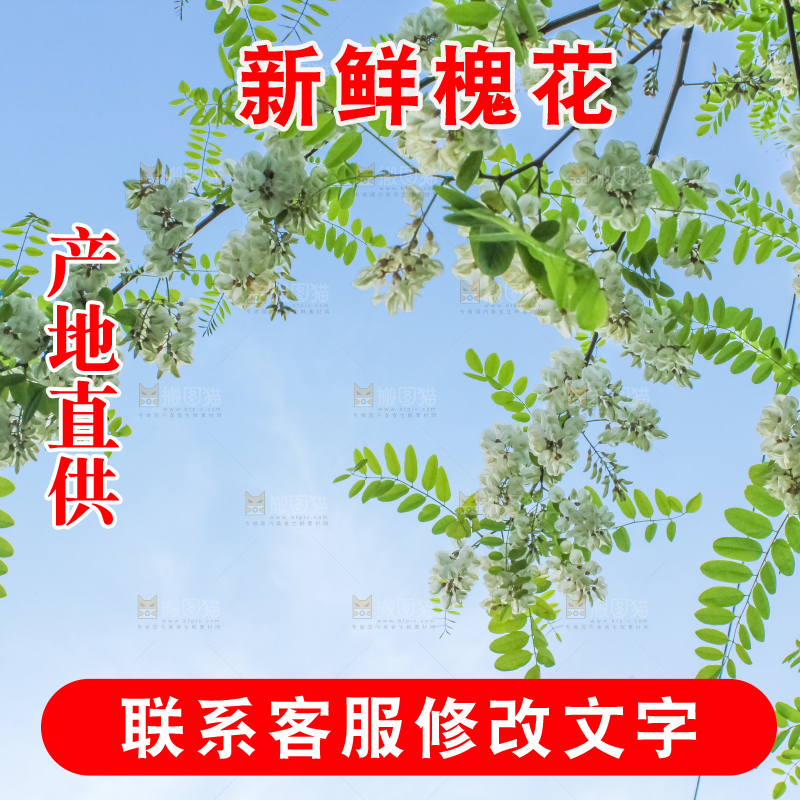 槐树槐花