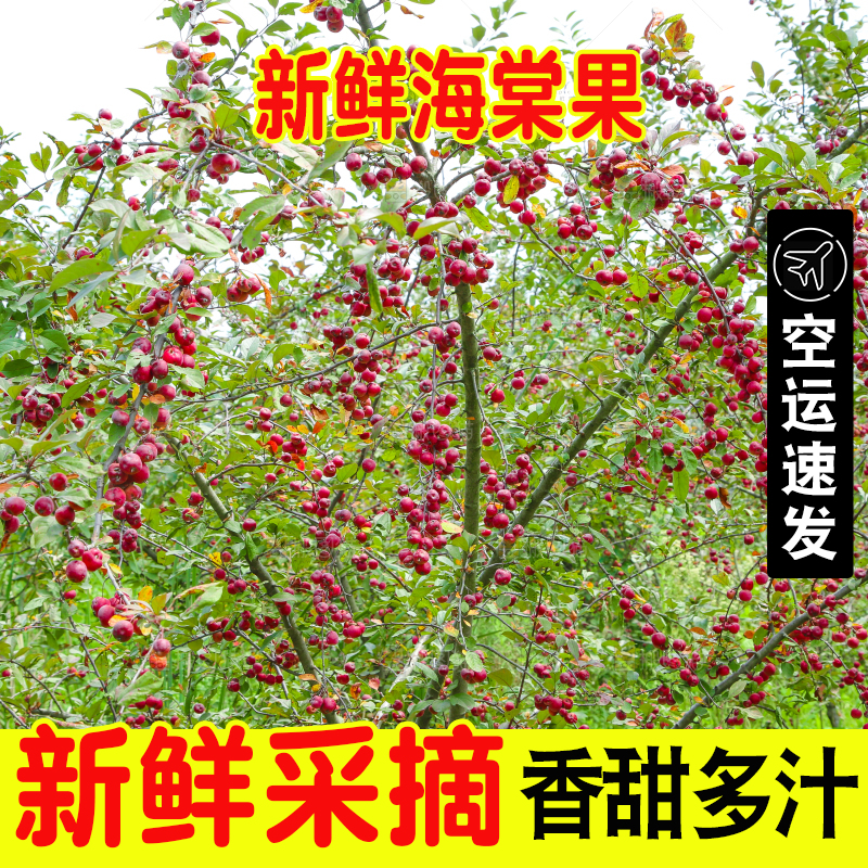 树上挂着海棠果