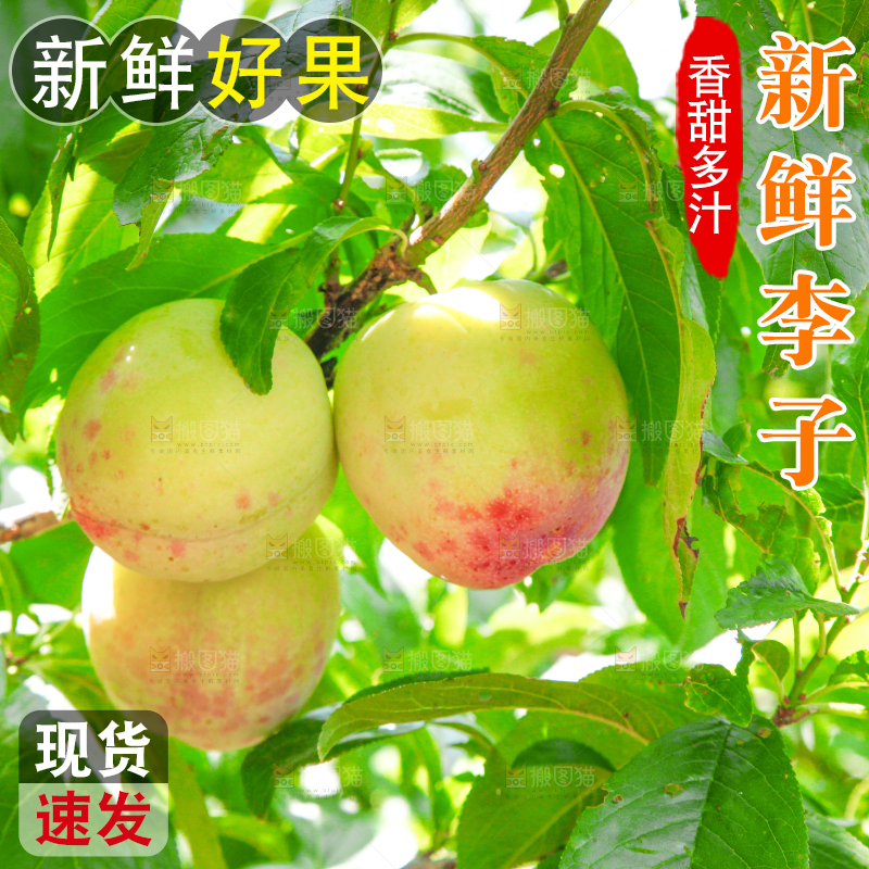 树上的李子