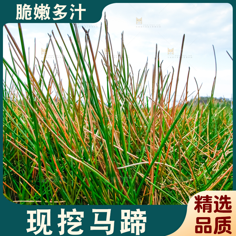 户外的马蹄田