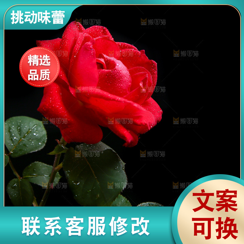 黑底上的玫瑰花