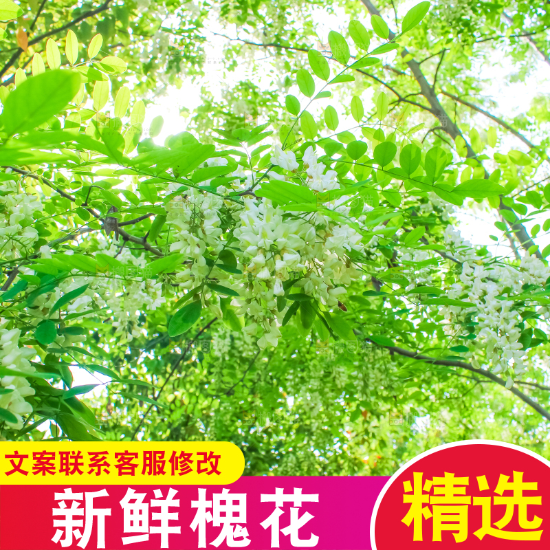 槐树槐花