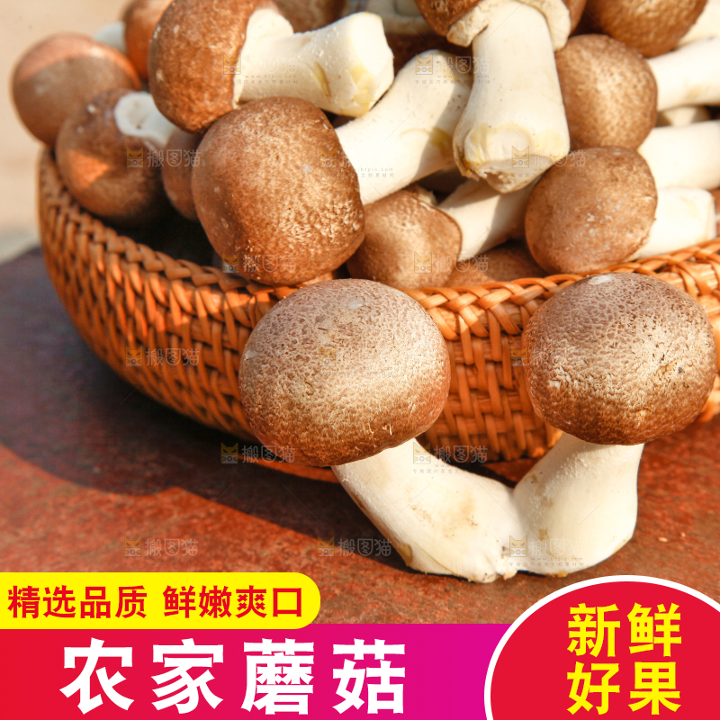 篮子里的小蘑菇