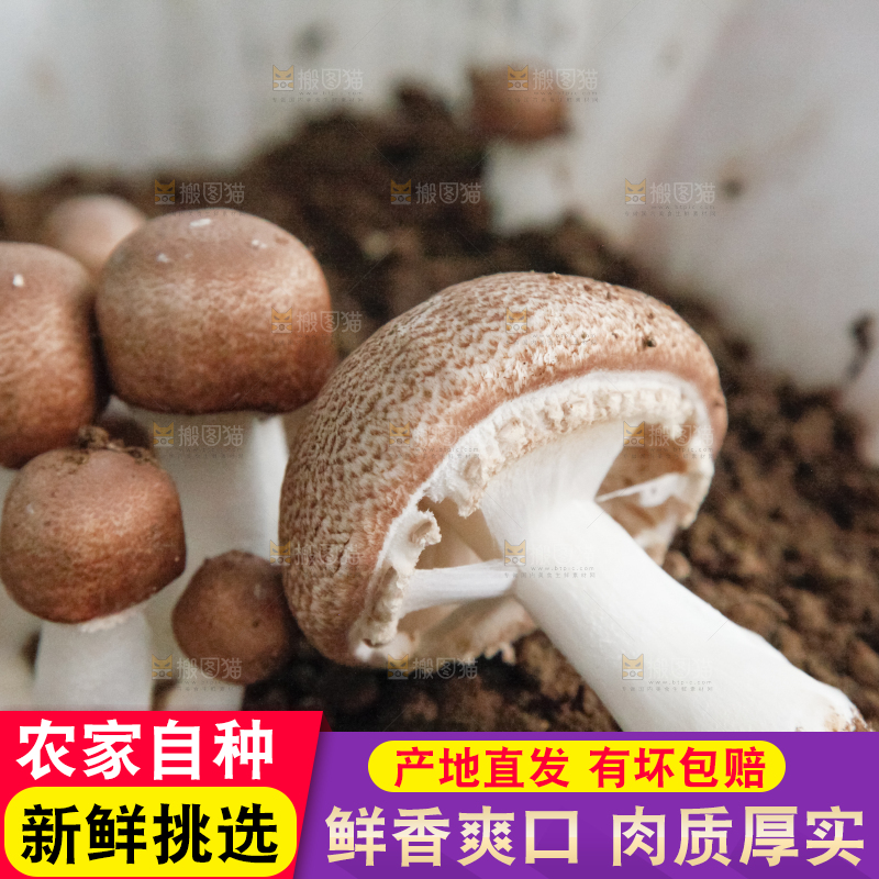 土里的蘑菇