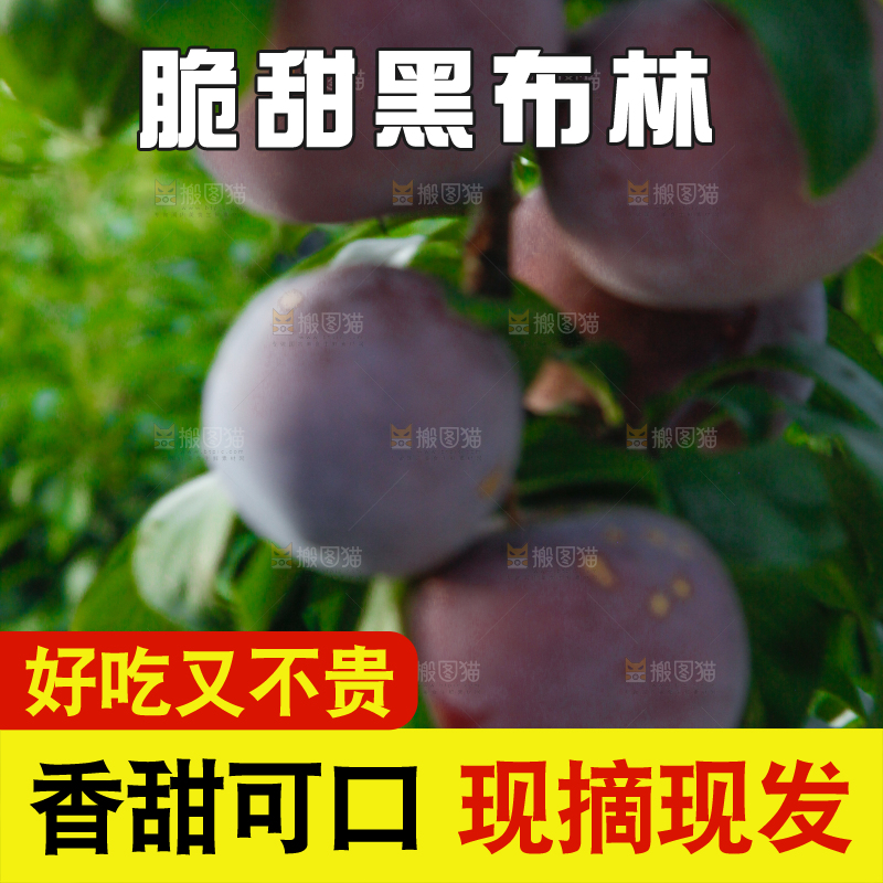 树上挂着黑布李