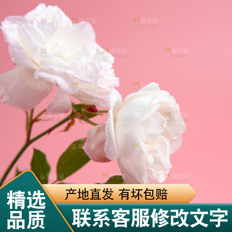 浅底上的玫瑰花