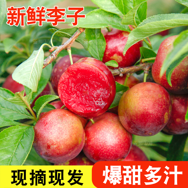 李子树上的红布李