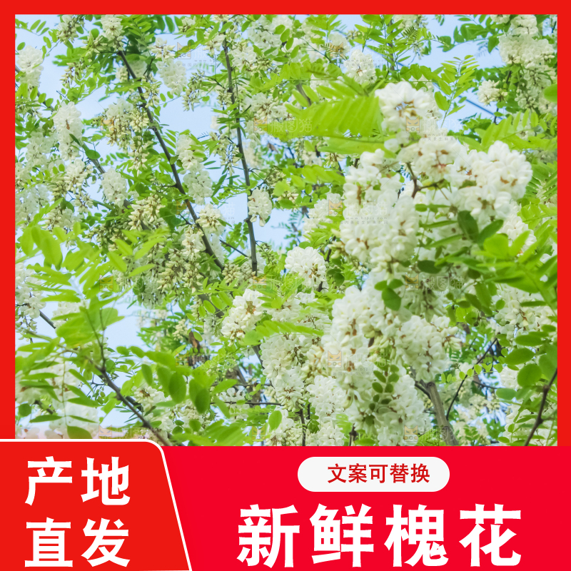 槐树槐花