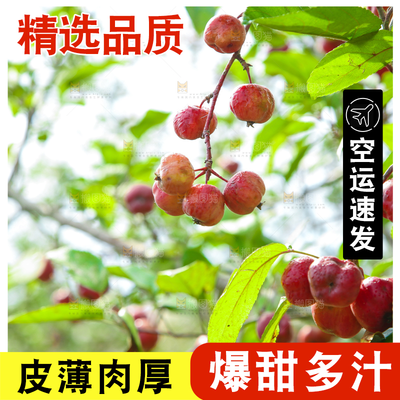 树上挂着海棠果