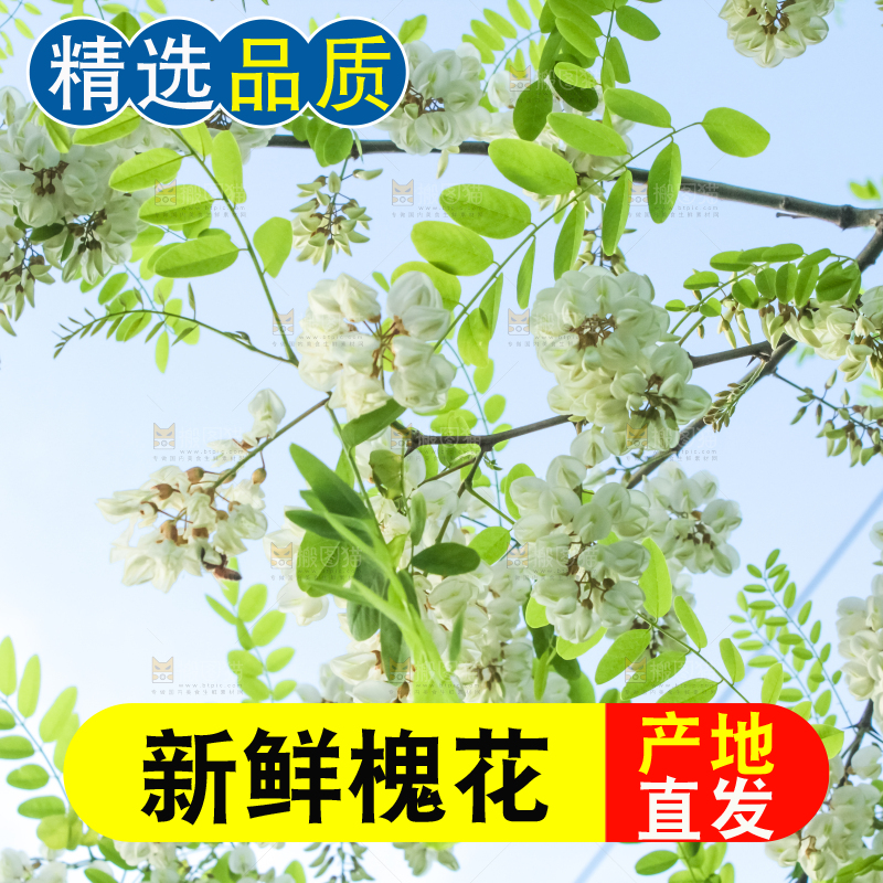 槐树槐花