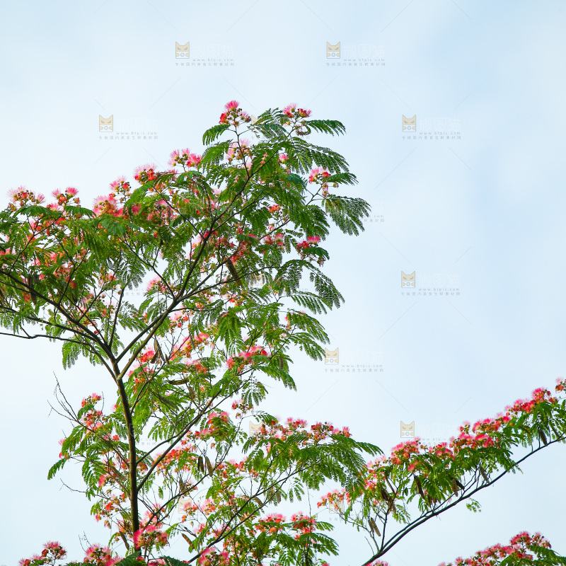 合欢树绿植