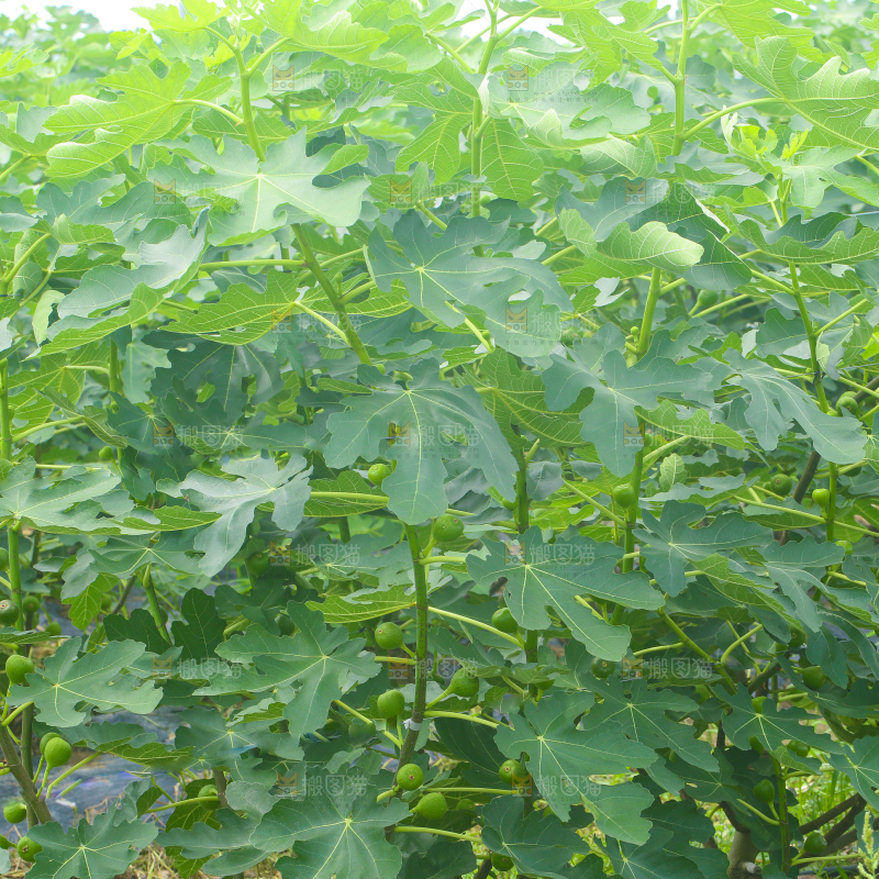 果园里的葡萄