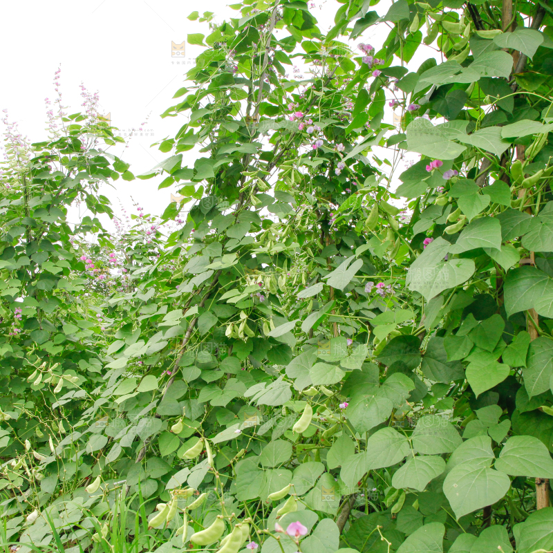 菜园里的扁豆