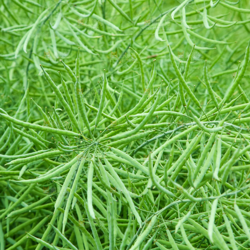 一片油菜地